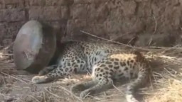 Maharashtra: Leopard spends 5 hours with head stuck in metal pot, rescued later